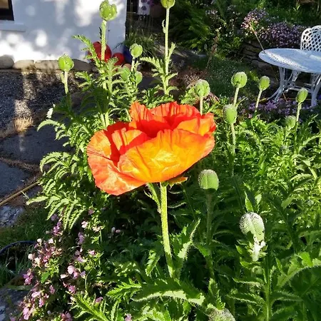 Kilcommon بيت شباب *