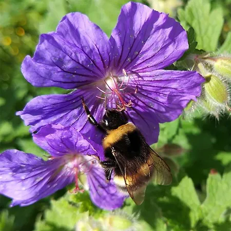 Kilcommon بيت شباب