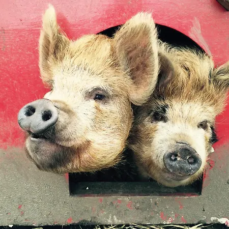 Kilcommon بيت شباب *