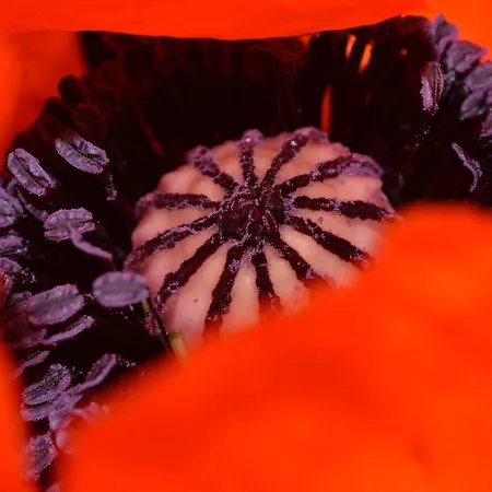 بيت شباب Kilcommon