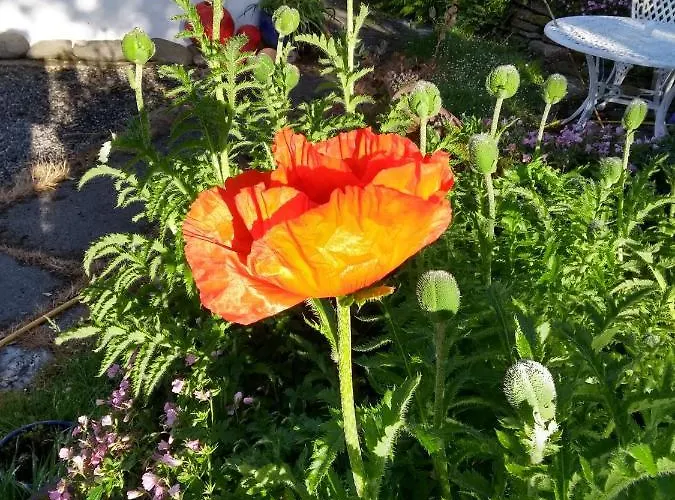 Kilcommon אכסניה *