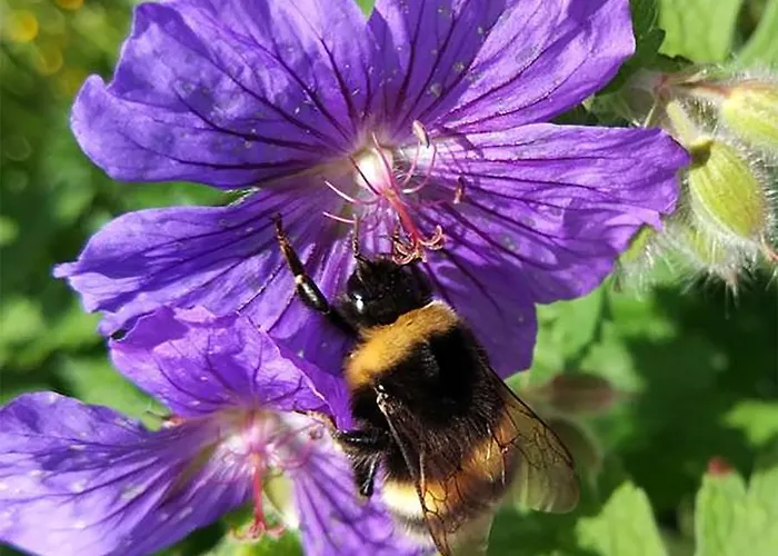 Kilcommon אכסניה