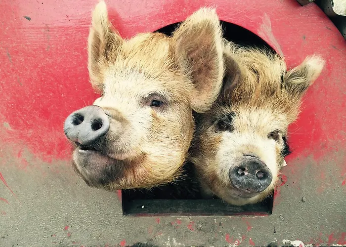 Kilcommon אכסניה *