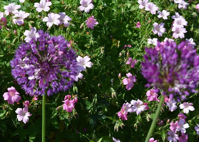 Kilcommon * בלמאלט